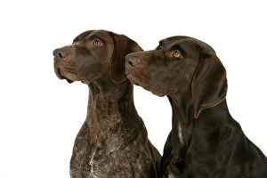 Curiosity Collection: DOG - Two German shorthaired pointers