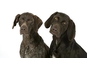 Images Dated 6th July 2007: DOG - Two German shorthaired pointers
