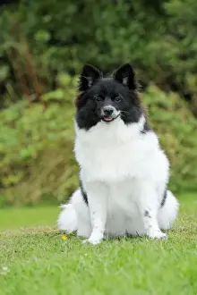 DOG. German Spitz Mittel