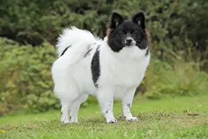 DOG. German Spitz Mittel