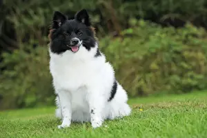 DOG. German Spitz Mittel