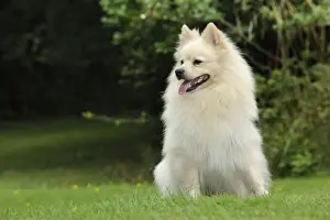 DOG. German Spitz Mittel