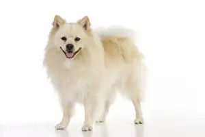 DOG. German Spitz Mittel