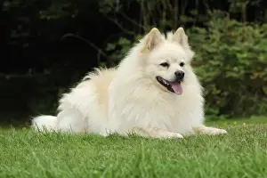 DOG. German Spitz Mittel
