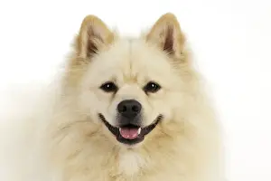 DOG. German Spitz Mittel