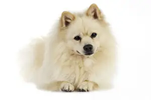 DOG. German Spitz Mittel