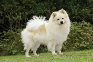 DOG. German Spitz Mittel