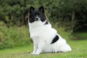 DOG. German Spitz Mittel