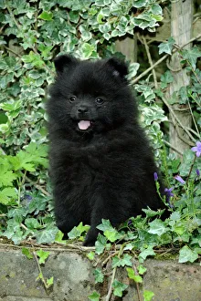 Utility Breeds Collection: DOG. German Spitz Mittel, 8 wk old puppy