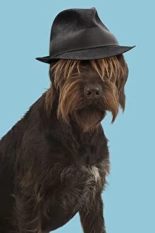 Images Dated 30th September 2016: DOG. German wire- haired Pionter wearing trilby