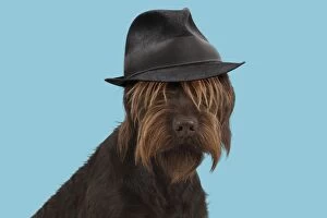 Images Dated 30th September 2016: DOG. German wire- haired Pionter wearing trilby