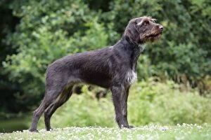 Images Dated 5th July 2008: Dog. German Wire-Haired Pointer
