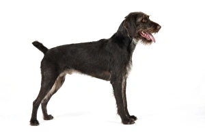 Images Dated 5th July 2008: Dog. German Wire-Haired Pointer