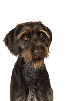 Images Dated 5th July 2008: Dog. German Wire-Haired Pointer