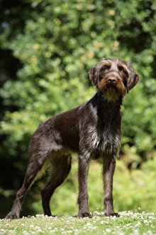 Images Dated 5th July 2008: Dog. German Wire-Haired Pointer