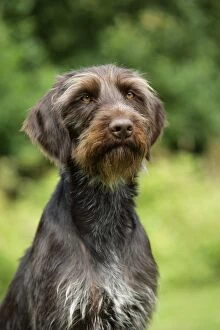 Images Dated 5th July 2008: Dog. German Wire-Haired Pointer
