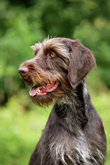 Images Dated 5th July 2008: Dog. German Wire-Haired Pointer