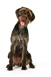 Images Dated 5th July 2008: Dog. German Wire-Haired Pointer