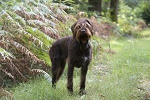 Dog German Wire-haired Pointer in autumn woodland