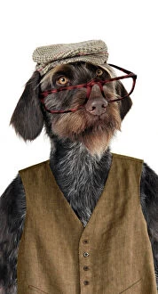 Images Dated 5th July 2008: Dog. German Wire-Haired Pointer with hat glasses & waistcoat on Digital Manipulation