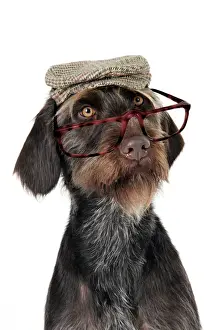 Funny Prints: Dog. German Wire-Haired Pointer with hat & glasses on Digital Manipulation: Glasses JD