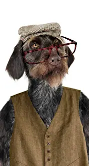 Funny Prints: Dog. German Wire-Haired Pointer with hat glasses & waistcoat on Digital Manipulation: Added glasses (JD) waistcoat (Su)