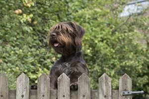 Dog German Wire-haired Pointer looking over a gate, autumn