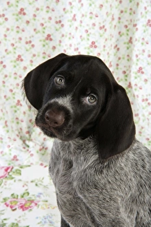 Images Dated 4th November 2008: Dog. German Wire-Haired Pointer puppy (8 weeks old)