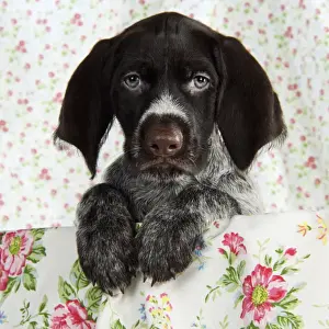 Dog. German Wire-Haired Pointer puppy (8 weeks old)
