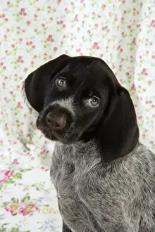 Dog. German Wire-Haired Pointer puppy (8 weeks old)