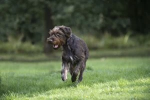 Images Dated 30th September 2016: Dog German Wire-haired Pointer running