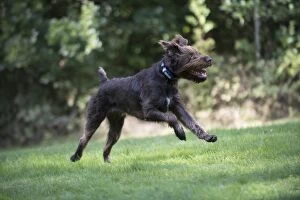 Images Dated 30th September 2016: Dog German Wire-haired Pointer running