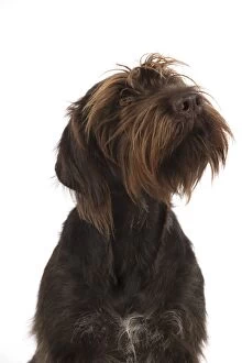 Images Dated 30th September 2016: Dog German Wire-haired Pointer on white in studio
