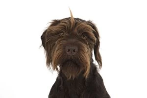 Images Dated 30th September 2016: Dog German Wire-haired Pointer on white in studio