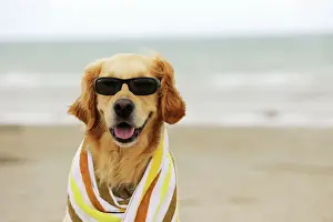 Happy Prints: DOG. Ggolden retriever wearing sunglasses wrapped in a towel