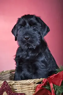 Basket Prints: Dog - Giant Schnauzer - In Christmas basket