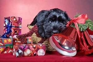 Dog - Giant Schnauzer - In Christmas basket with presents