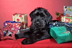 Schnauzers Collection: Dog - Giant Schnauzer - With Christmas presents