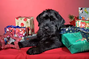 Presents Prints: Dog - Giant Schnauzer - With Christmas presents