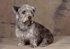Dog - Glen of Imaal Terrier Dog