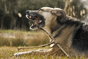 Images Dated 25th February 2006: Dog - gnawing a branch