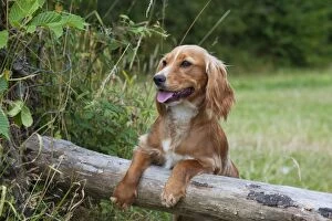 Dog - Golden English Springer Spaniel