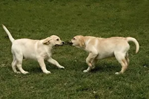 Dog - two Golden Labrador Retreiver puppyies playing with stick