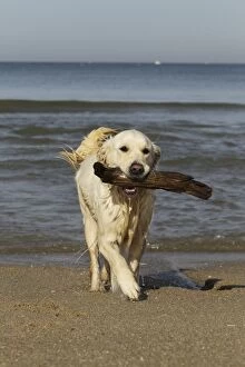 Images Dated 27th April 2010: Dog - Golden Retreiver on beach carrying stick