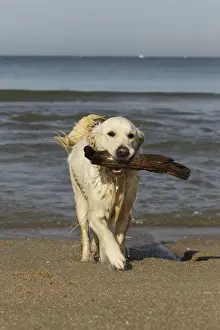 Sticks Prints: Dog - Golden Retreiver on beach carrying stick