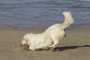 Images Dated 27th April 2010: Dog - Golden Retreiver digging / playing on beach