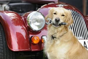Images Dated 25th September 2009: DOG. Golden retreiver holding spanner in front of car