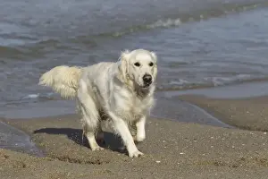 Dogd Prints: Dog - Golden Retreiver playing on beach