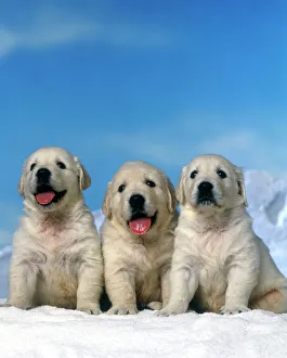 DOGS - Golden Retriever puppies