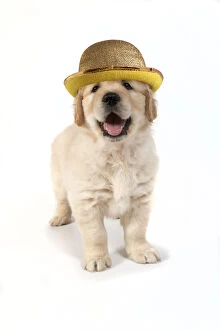 Bowler Gallery: DOG - Golden Retreiver puppy 7 weeks old - standing